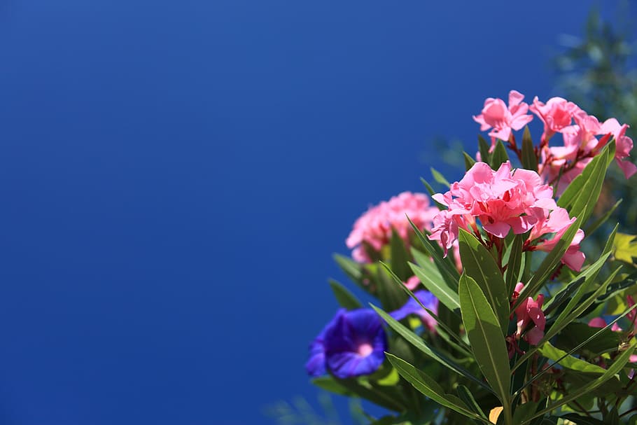 oleander, fresh, flower, nature, fragrance, garden, blooming HD wallpaper