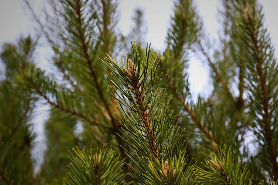 fir tree, pine needles, conifer, branch, green, winter, christmas HD wallpaper