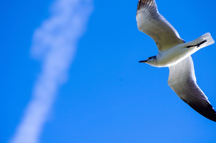 HD wallpaper: bird, animal, flying, seagull, sunlight, nature, sky ...