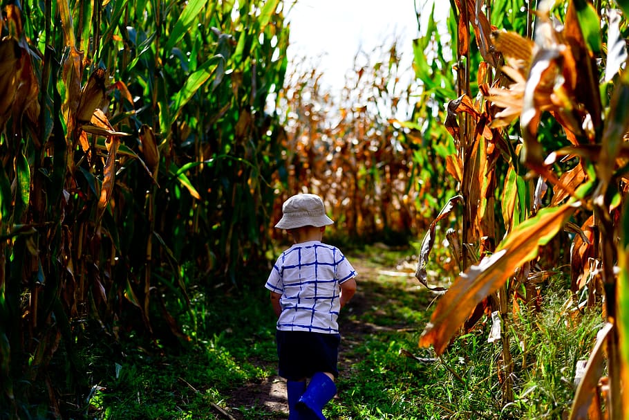 cornfield, maze, nature, sun, sky, fields, harvest, kid, play HD wallpaper