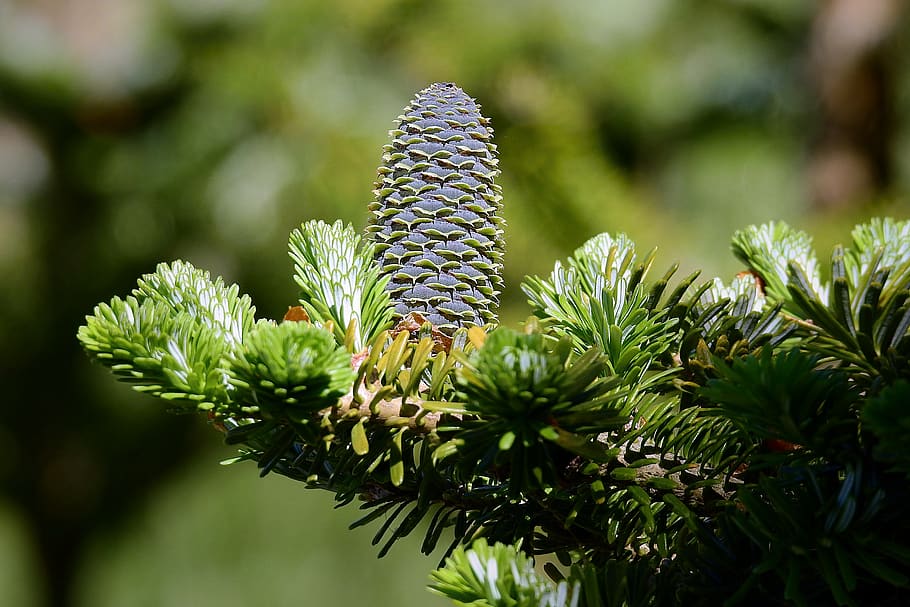 coniferous, branch, green, pine cone, nature, plant, growth HD wallpaper