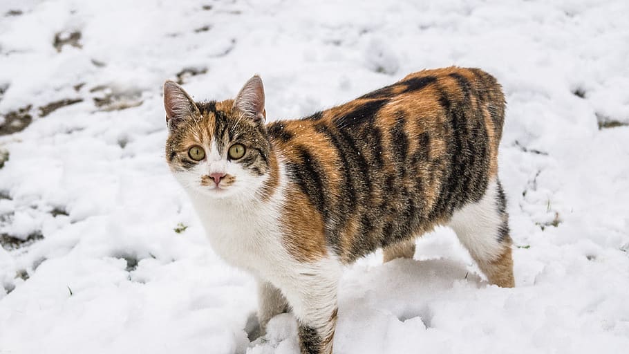 serbia, boleč, cat, snow, nature, winter, cold temperature HD wallpaper