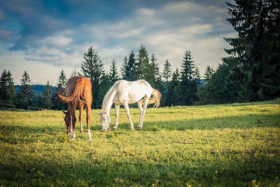 two brown and white horses on grass near trees, animal, kaludjerske bare, HD wallpaper