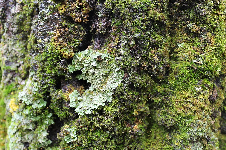 growth, moss, plant, full frame, lichen, backgrounds, tree HD wallpaper
