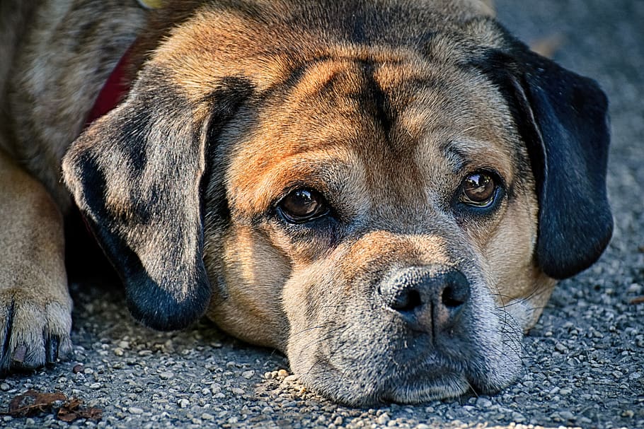 dog, pet, quadruped, portrait, view, animal, cute, one animal HD wallpaper