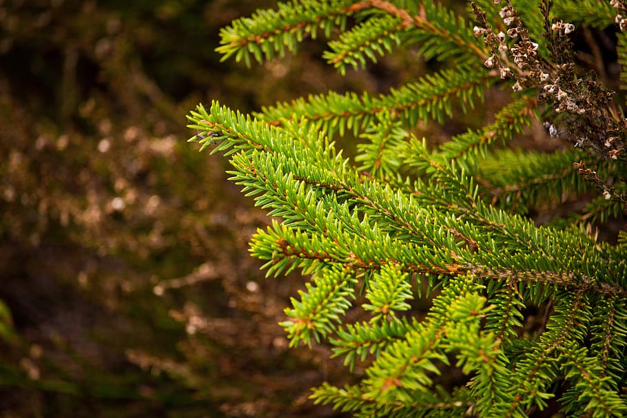 wallpaper, nature, landscape, trees, fir, spruce, conifer, beauty HD wallpaper