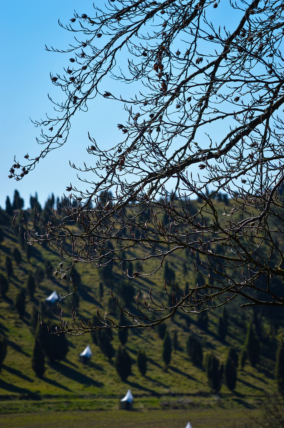 tree, plant, nature, scenery, outdoors, landscape, animal, bird HD wallpaper