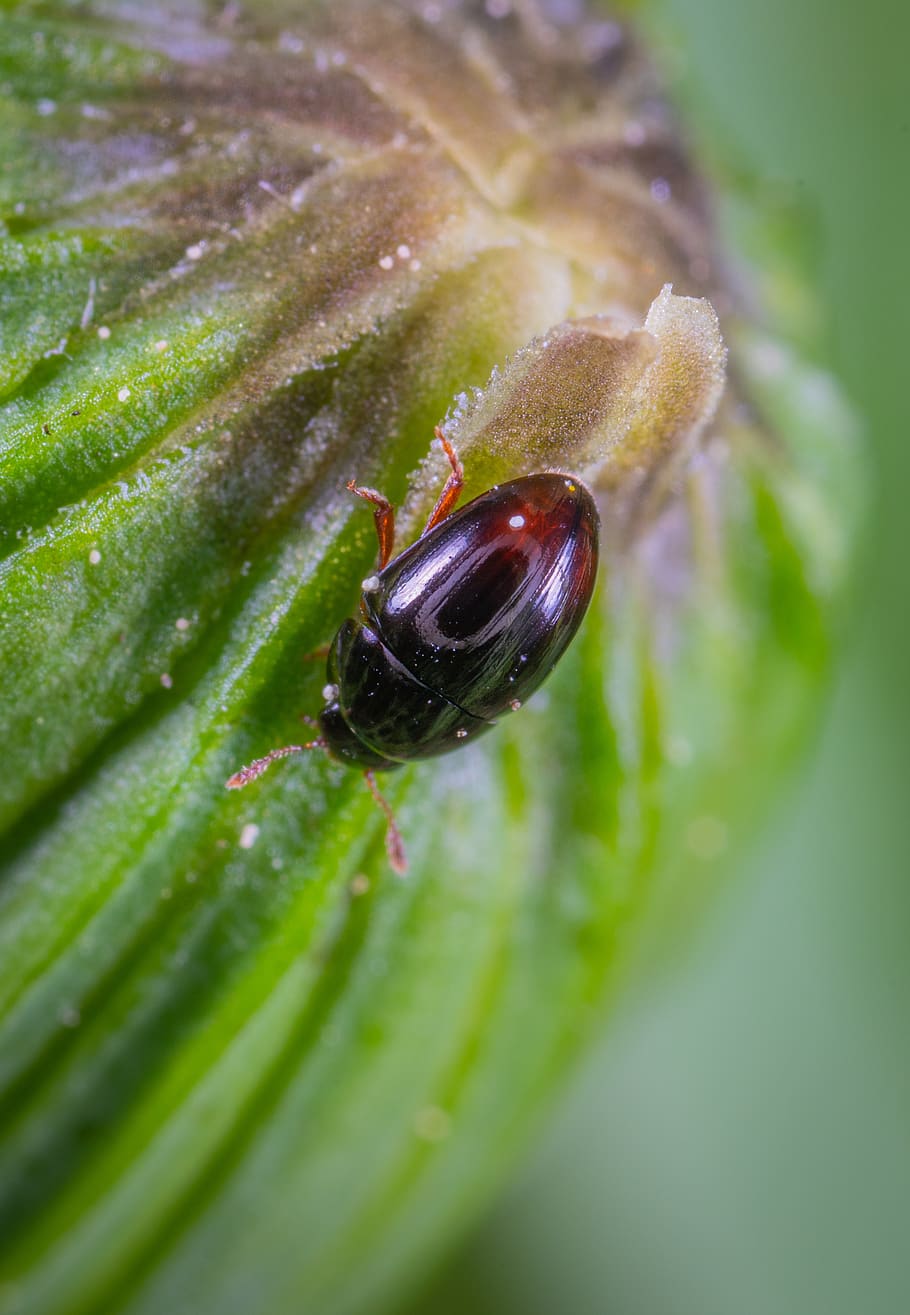 beetle, insect, macro, invertebrate, close-up, animal themes HD wallpaper