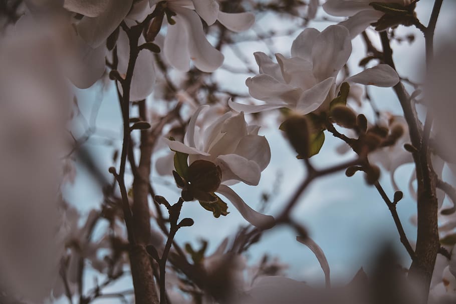 austria, wiesing, flower, bloom, tree, sky, marco, background HD wallpaper