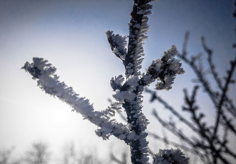 wallpaper, bokeh, cold, ice, snow, winter, branches, nature HD wallpaper