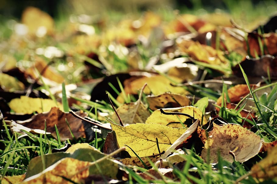 leaves, fall, autumn, ground, grass, yellow, brown, dry, leaf HD wallpaper