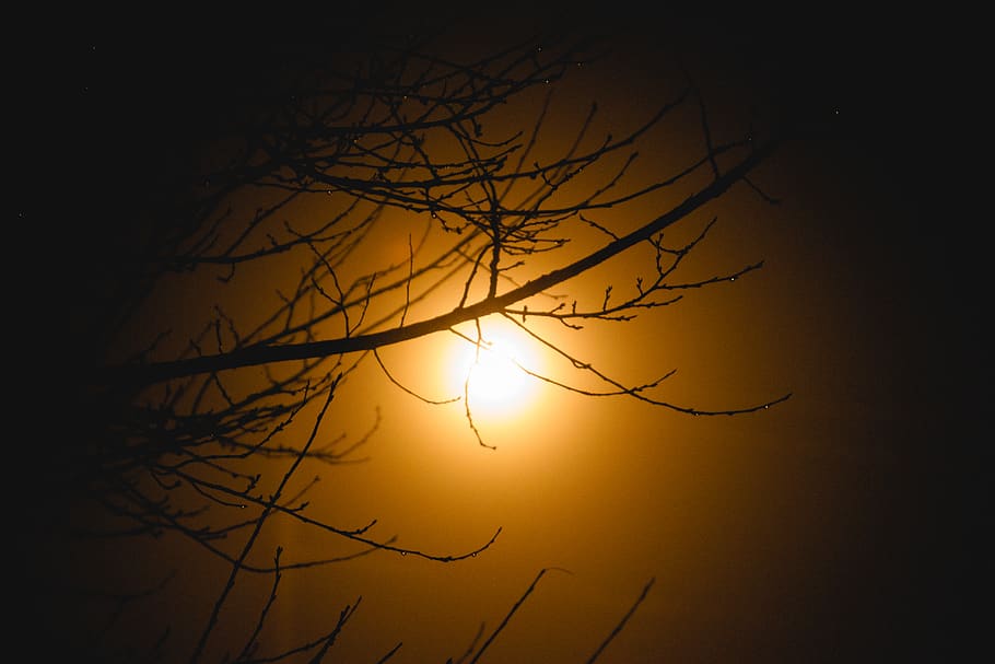 tree, light, virginia, sky, sunset, silhouette, branch, beauty in nature HD wallpaper