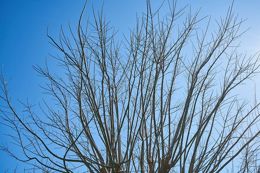 tree, branches, sky, season, winter, spring, autumn, forest HD wallpaper