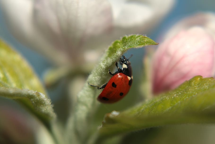 ladybug, spring, insect, garden, nature, macro, invertebrate HD wallpaper