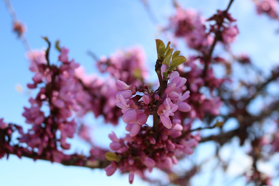 flowers, color, sky, clouds, landscape, colorful, nature, colors HD wallpaper