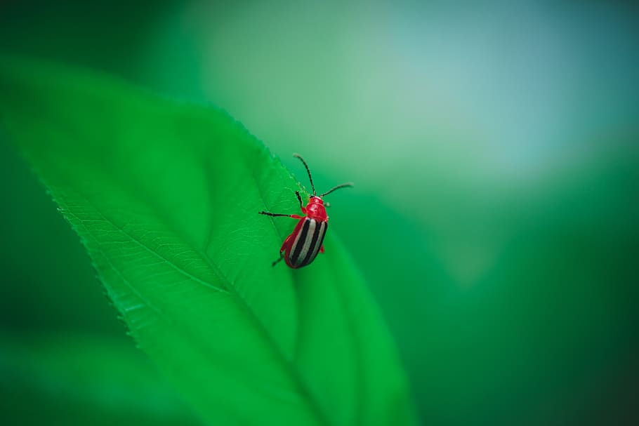 plant, leaf, bee, animal, invertebrate, insect, green, photography HD wallpaper