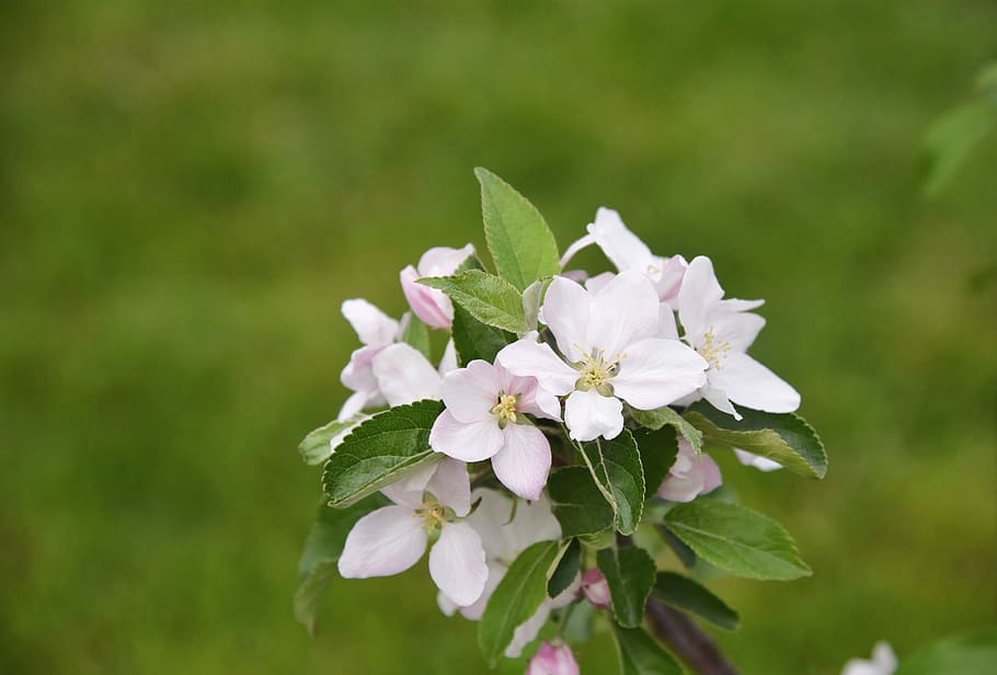 apple tree, apple blossom, green, spring, flower, flowering plant HD wallpaper
