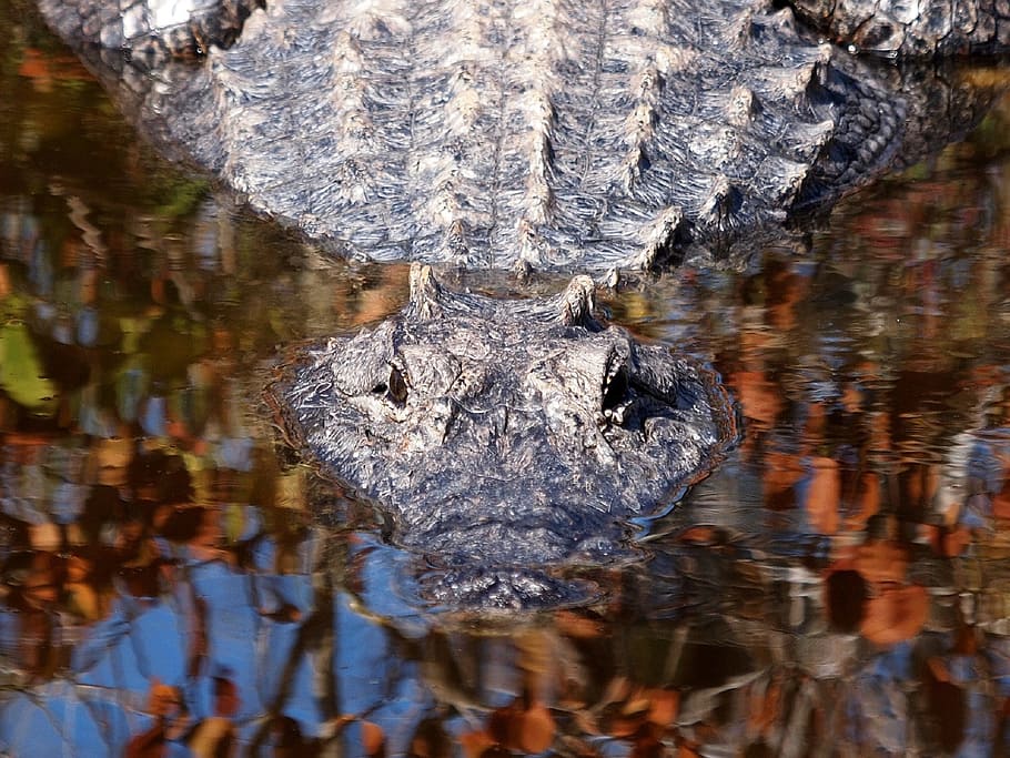 lake, river, alligator, croc, crocodile, reptile, water, reflection HD wallpaper