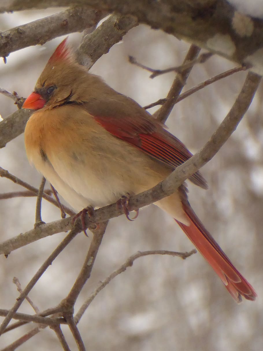 winter, bird, cardinal, cold, shiver, compassion, animal wildlife HD wallpaper
