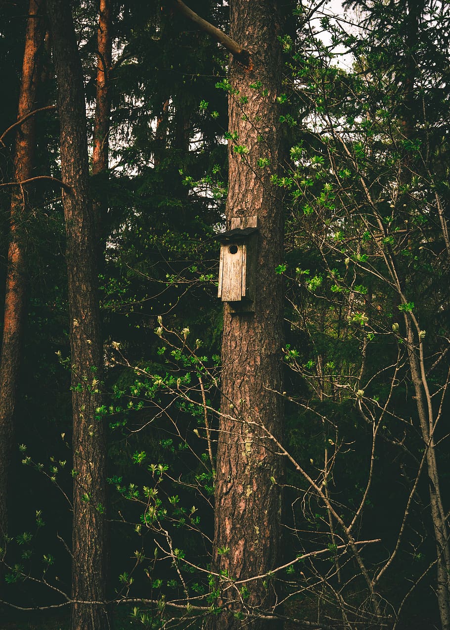 tree, plant, tree trunk, redwood, bird, accipiter, animal, flicker bird HD wallpaper