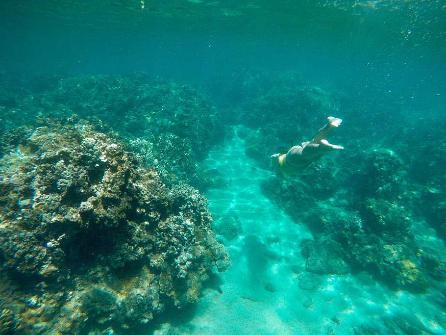woman swimming in the sea, water, nature, outdoors, ocean, animal, HD wallpaper