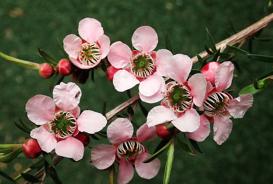 flowers, tea tree, insect, spring, native, australian, plant HD wallpaper