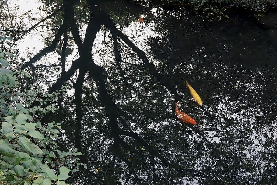 two orange and red koi fish, animal, carp, water, flying, bird HD wallpaper