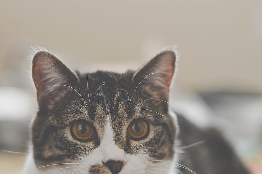 nature, animals, cat, gray, white, feline, eyes, domestic, pets HD wallpaper