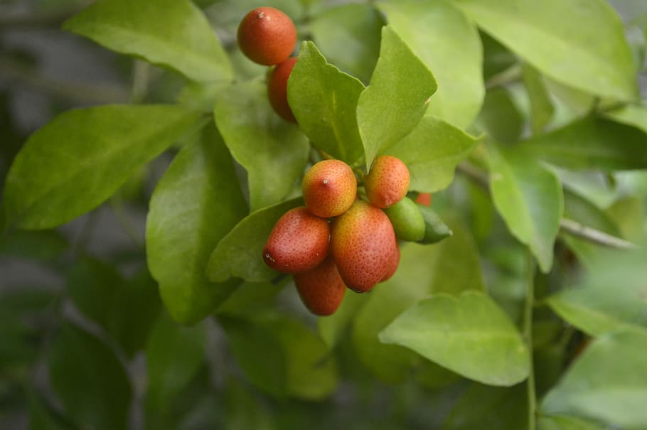 HD wallpaper: philippines, kamuning fruit, china, nature, murraya ...