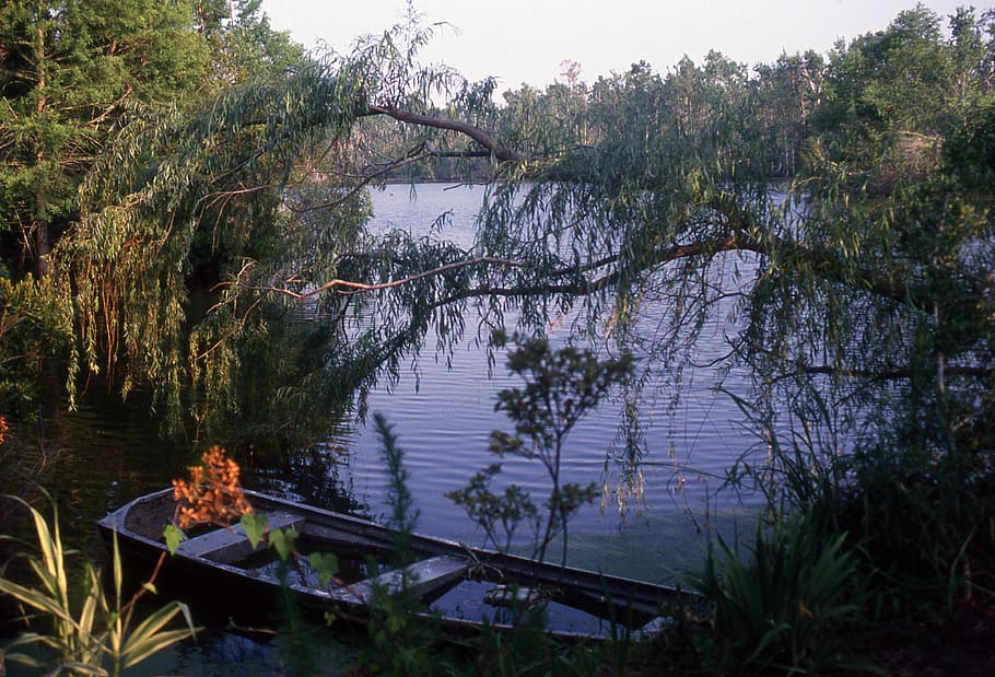 charleston, united states, audubon, swamp, south carolina, water, HD wallpaper