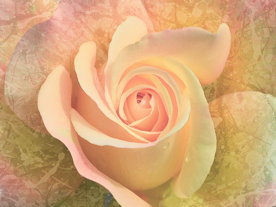 flower, rose, pink, beauty in nature, plant, flowering plant HD wallpaper