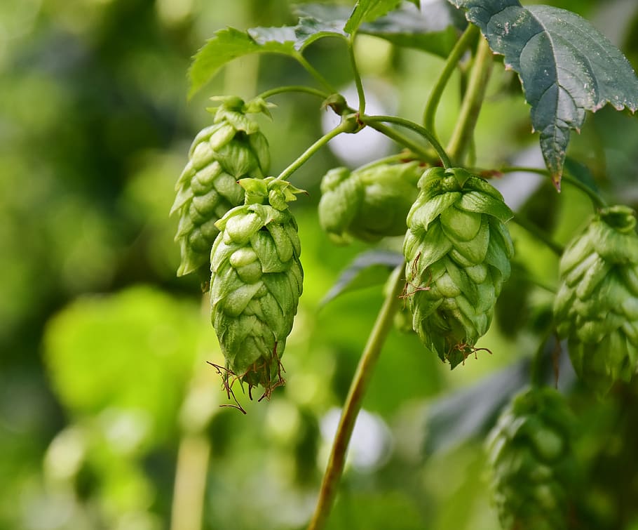 hops, umbel, growth, climber plant, hops fruits, beer brewing, HD wallpaper