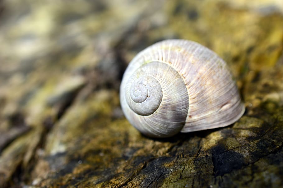 shell, snail shell, mollusk, animal, creature, invertebrates HD wallpaper