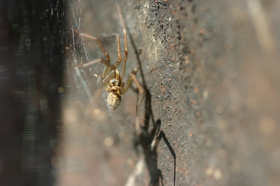 spider, spider web, insect, selective focus, close-up, no people HD wallpaper