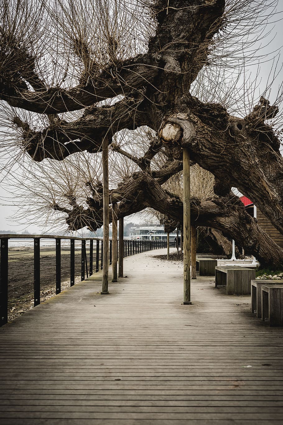 boardwalk, building, bridge, tree, wood, plant, waterfront HD wallpaper