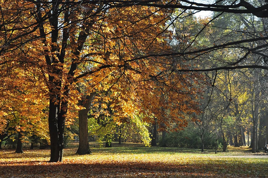 autumn, forest, nature, trees, landscape, change, plant, beauty in nature HD wallpaper