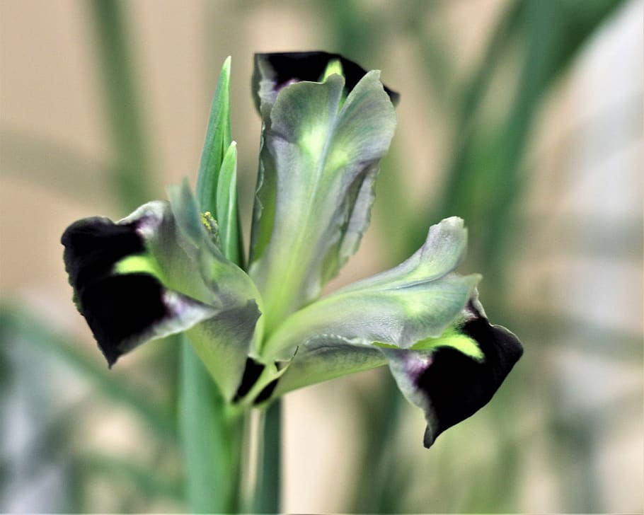 iris, spring, green, rare, nature, flower, garden, flowers HD wallpaper