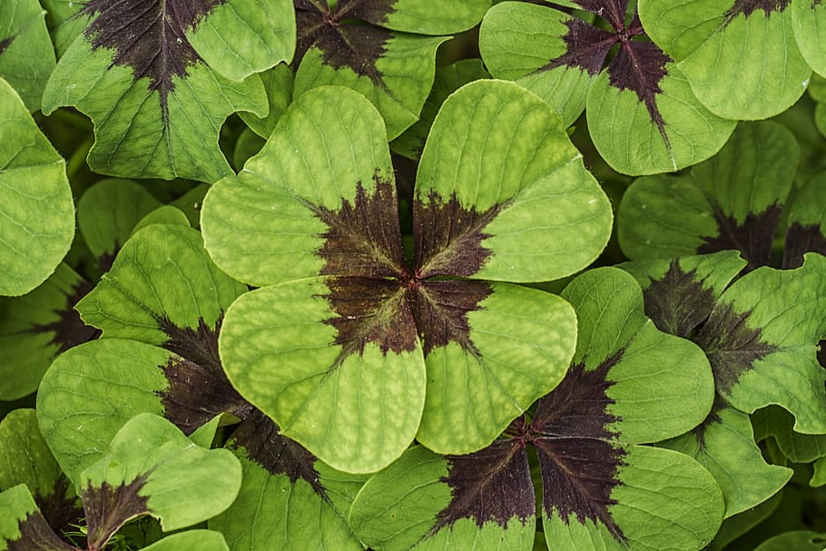 4 leaf clover, plants, nature, green color, plant part, growth HD wallpaper