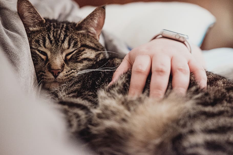 cat, kitten, kitty, feline, animal, pet, cute, cuddle, sleep HD wallpaper