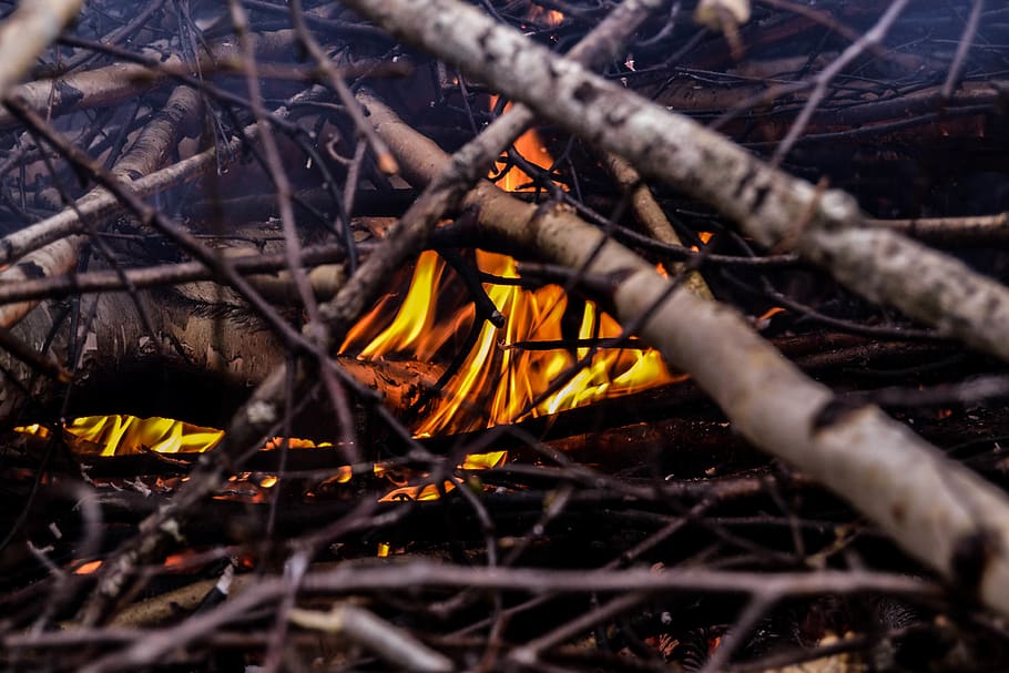 fire, trees, close-up, nature, heat - temperature, no people HD wallpaper