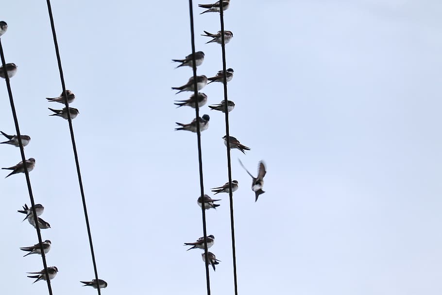 swallows, swarm, power cable, low angle view, sky, clear sky HD wallpaper