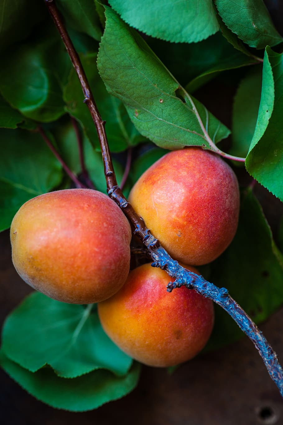 three peach fruits, healthy eating, food and drink, leaf, plant part HD wallpaper