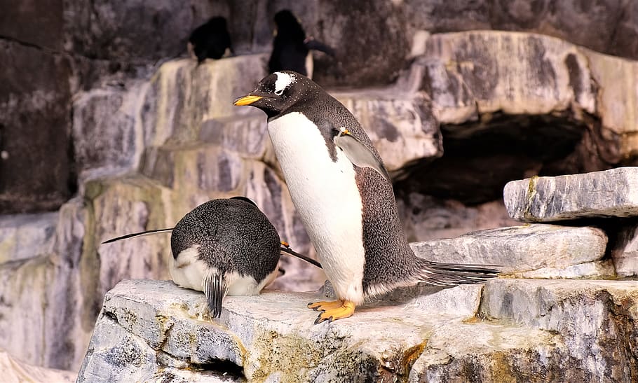 two penguins on gray rocks, bird, animal, king penguin, beak HD wallpaper