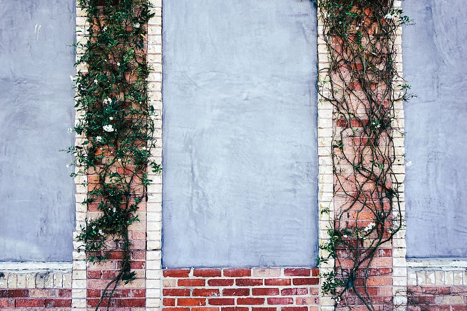 White Petaled Flowers, bricks, climbing plant, wall, architecture HD wallpaper