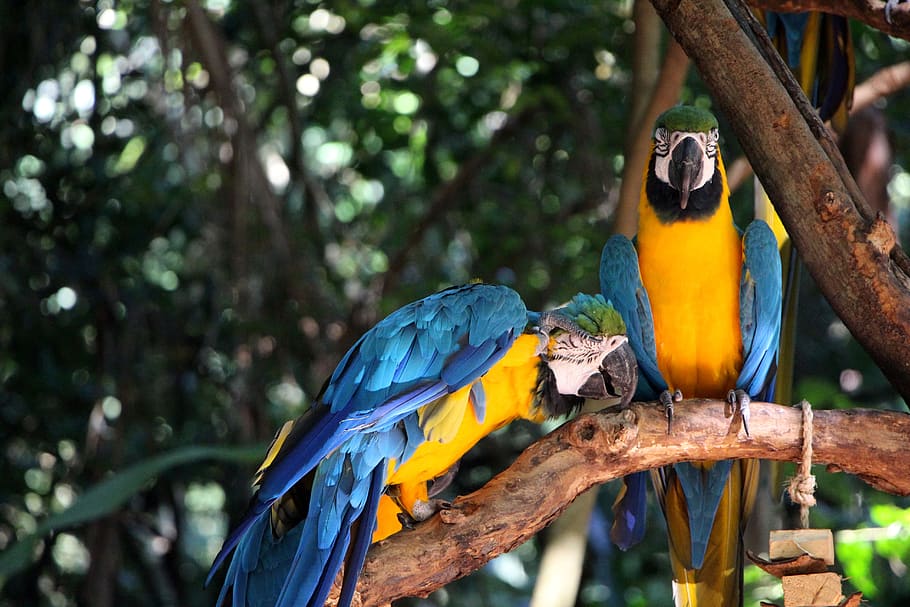 Page 2 | blue gold macaw 1080P, 2K, 4K, 5K HD wallpapers free download ...