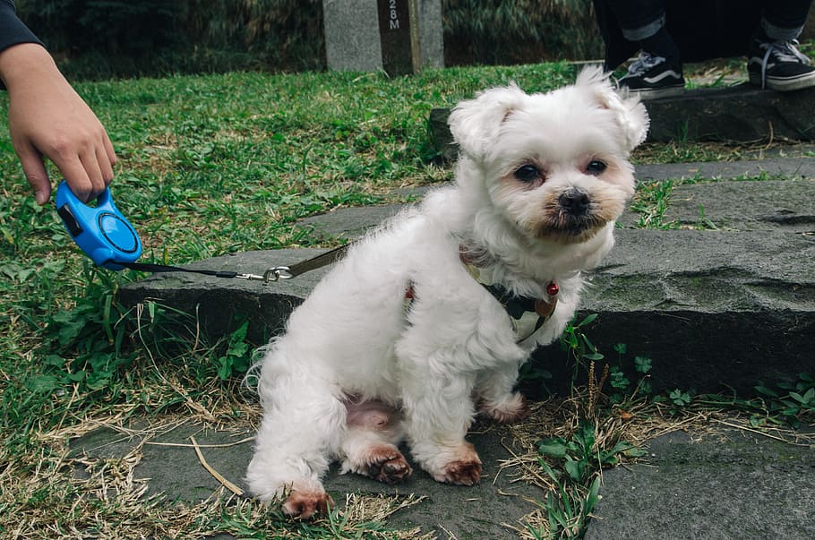 maltese, dog, canine, pets, domestic, one animal, domestic animals HD wallpaper