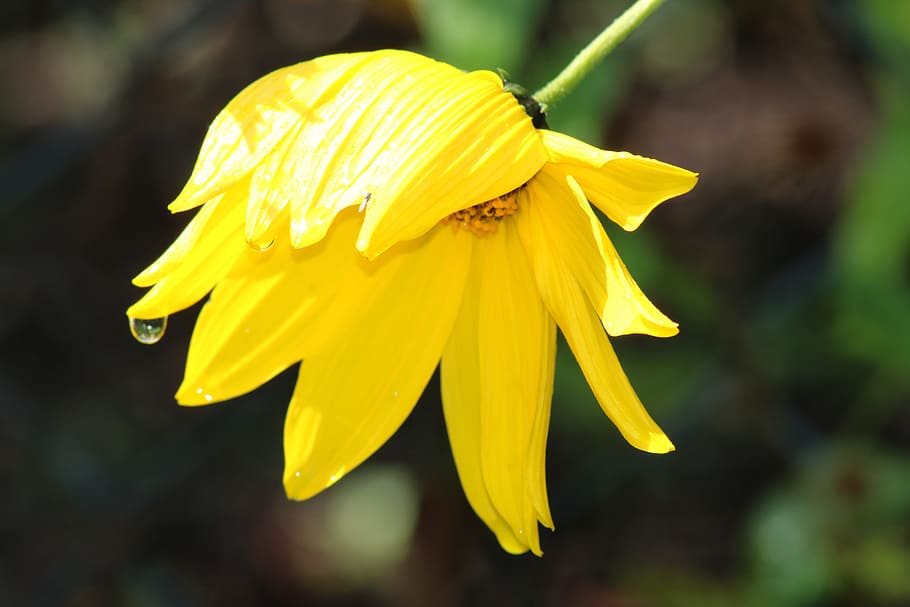 flower, yellow, bloom, close up, drop of water, flowering plant HD wallpaper