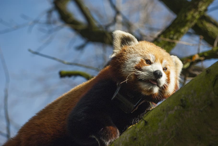 Online crop | HD wallpaper: panda small, mammal, bamboo, climber ...