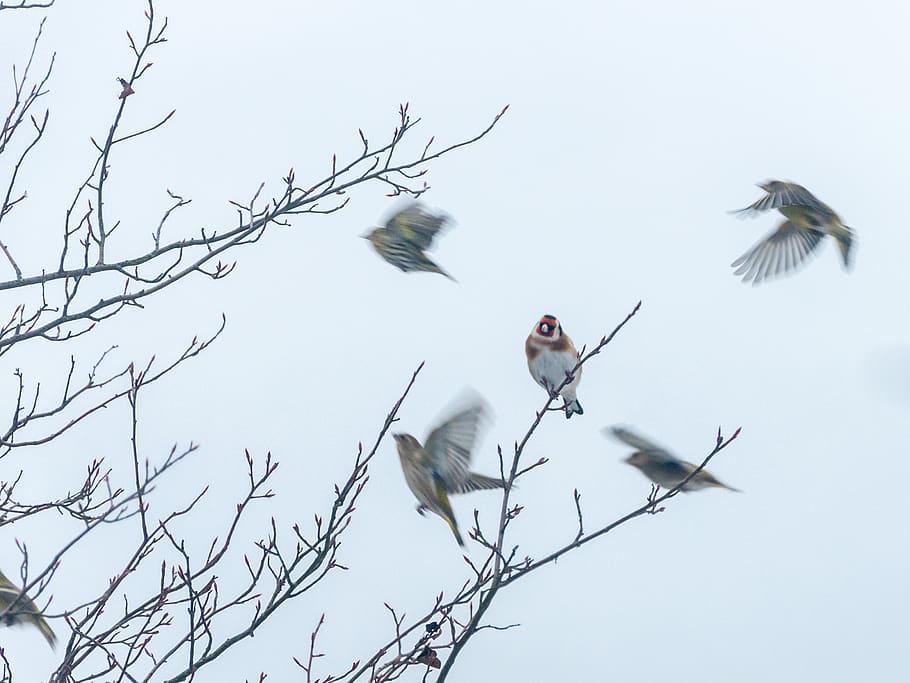 sweden, tree, forrest, cold, birds, branch, woo, winter, vertebrate HD wallpaper