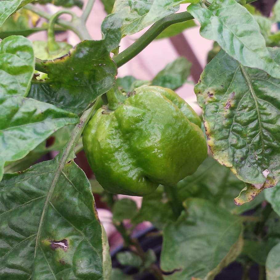 pepper, garden, food and drink, green color, healthy eating HD wallpaper